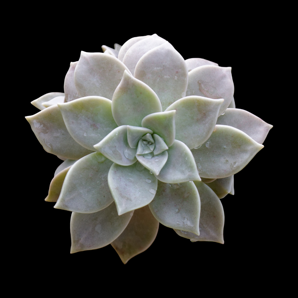 Ghost Plant 'Graptopetalum paraguayense'