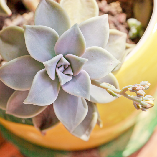 Ghost Plant 'Graptopetalum paraguayense'