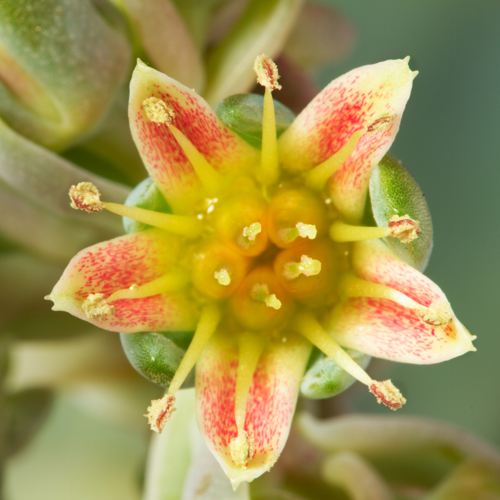 Ghost Plant 'Graptopetalum paraguayense'