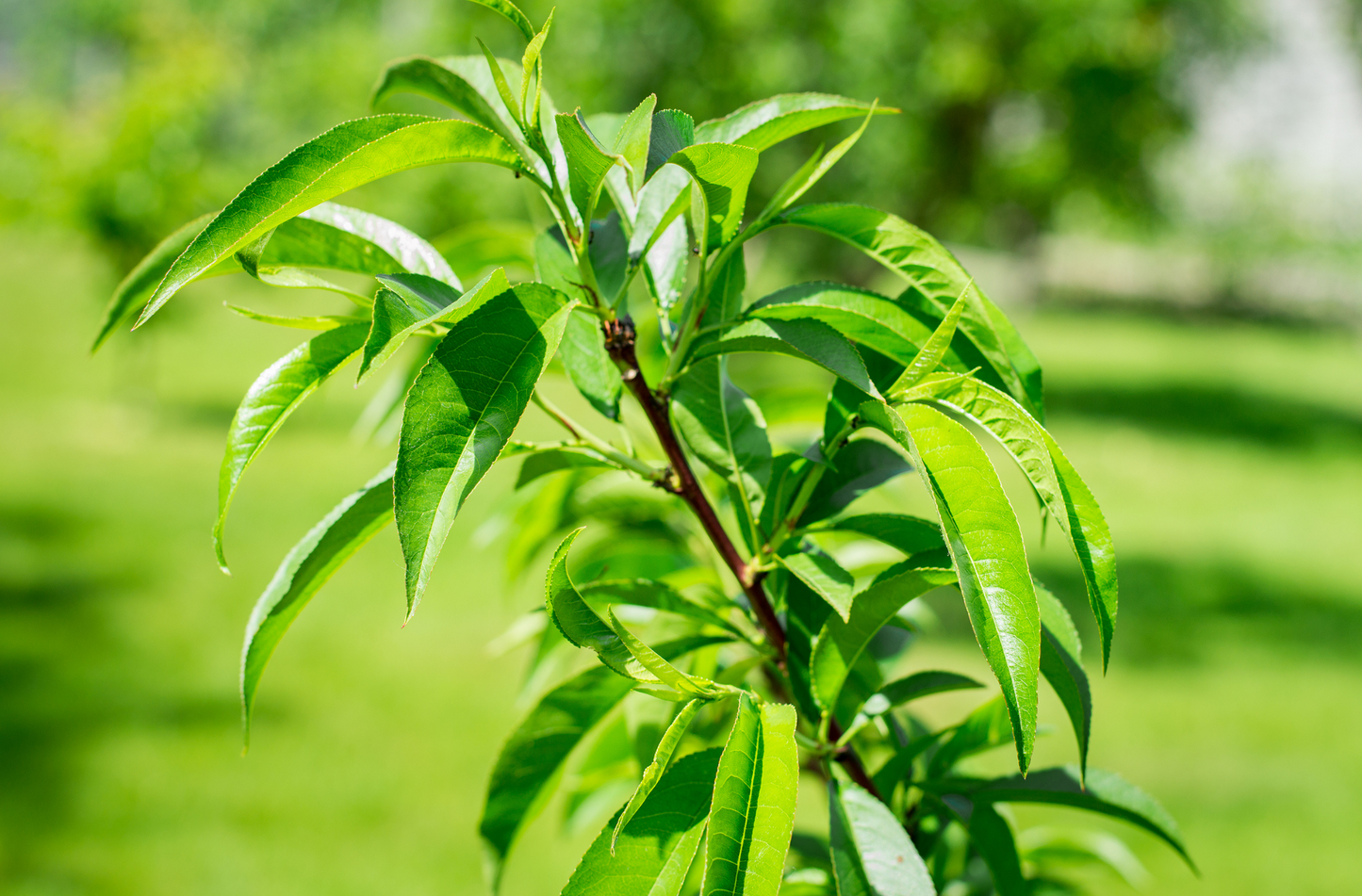 Peach Tree 'Red Haven'