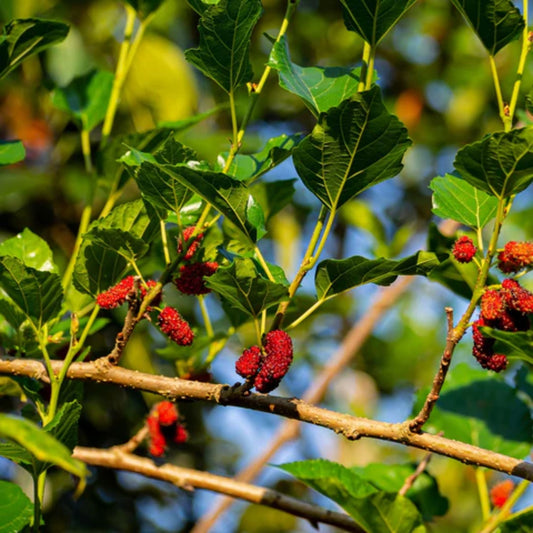 Red Mulberry Tree