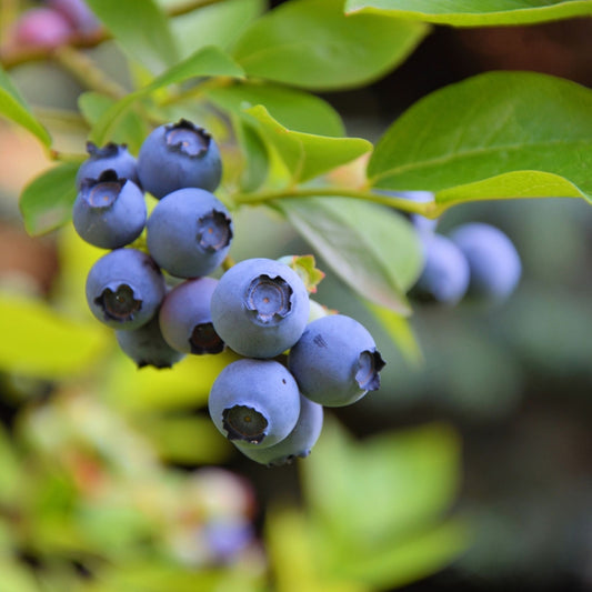 Blueberry 'Highbush - Sweetheart'