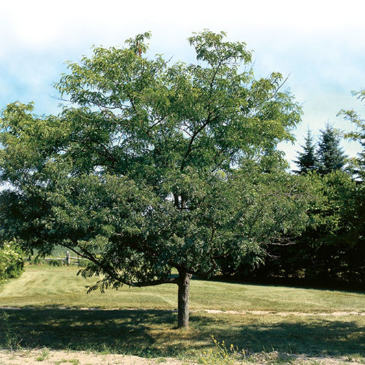 Thornless Honeylocust 'Gledistia Triacanthos var. inermis'