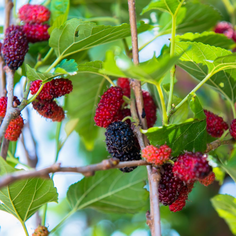 Red Mulberry Tree