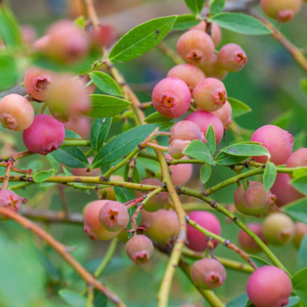 Blueberry ' Pink Lemonade'