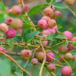 Blueberry ' Pink Lemonade'