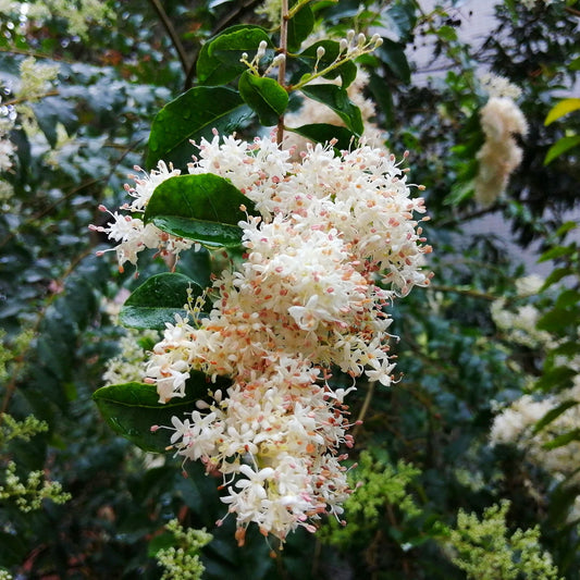 Peking Lilac 'Syringa reticulata subsp. pekinensis'