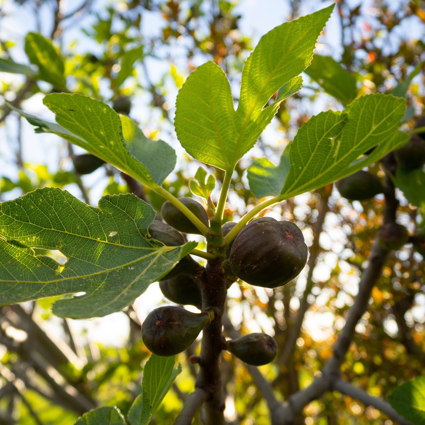 Fig 'Chicago Hardy'