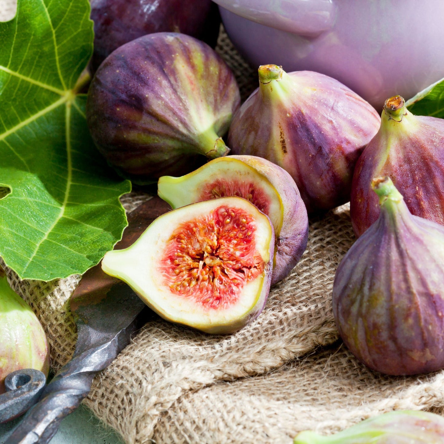 Fig 'Chicago Hardy'