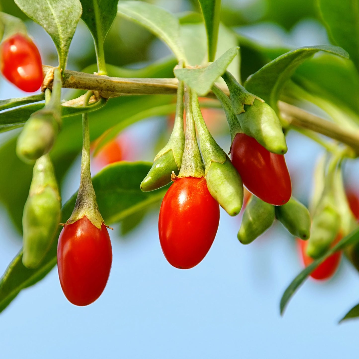 Goji Berry - Phoenix Tears