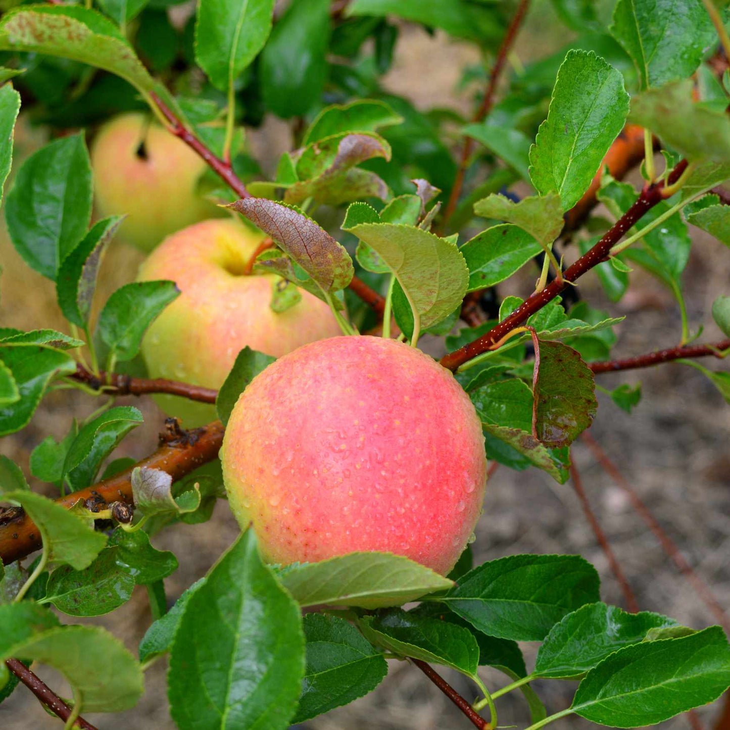 Apple Tree 'Pink Lady'