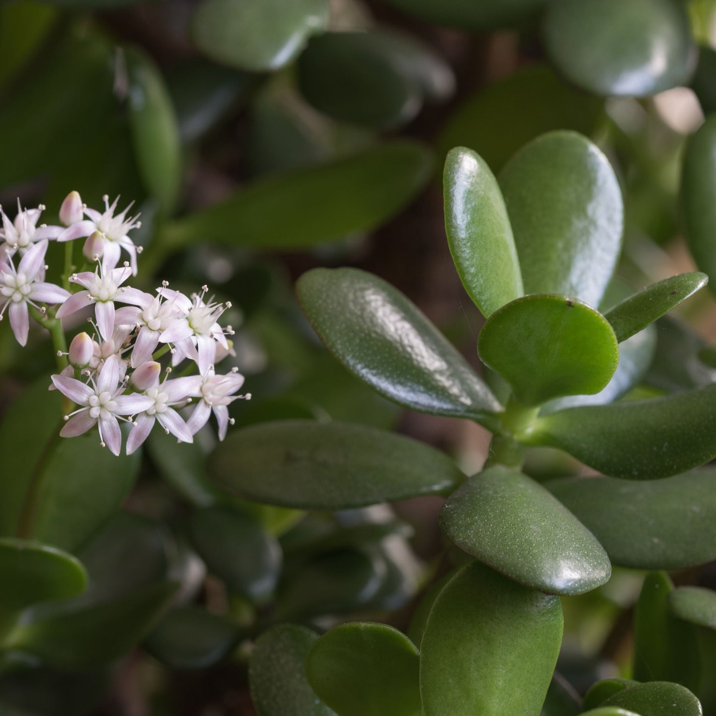 Jade Plant