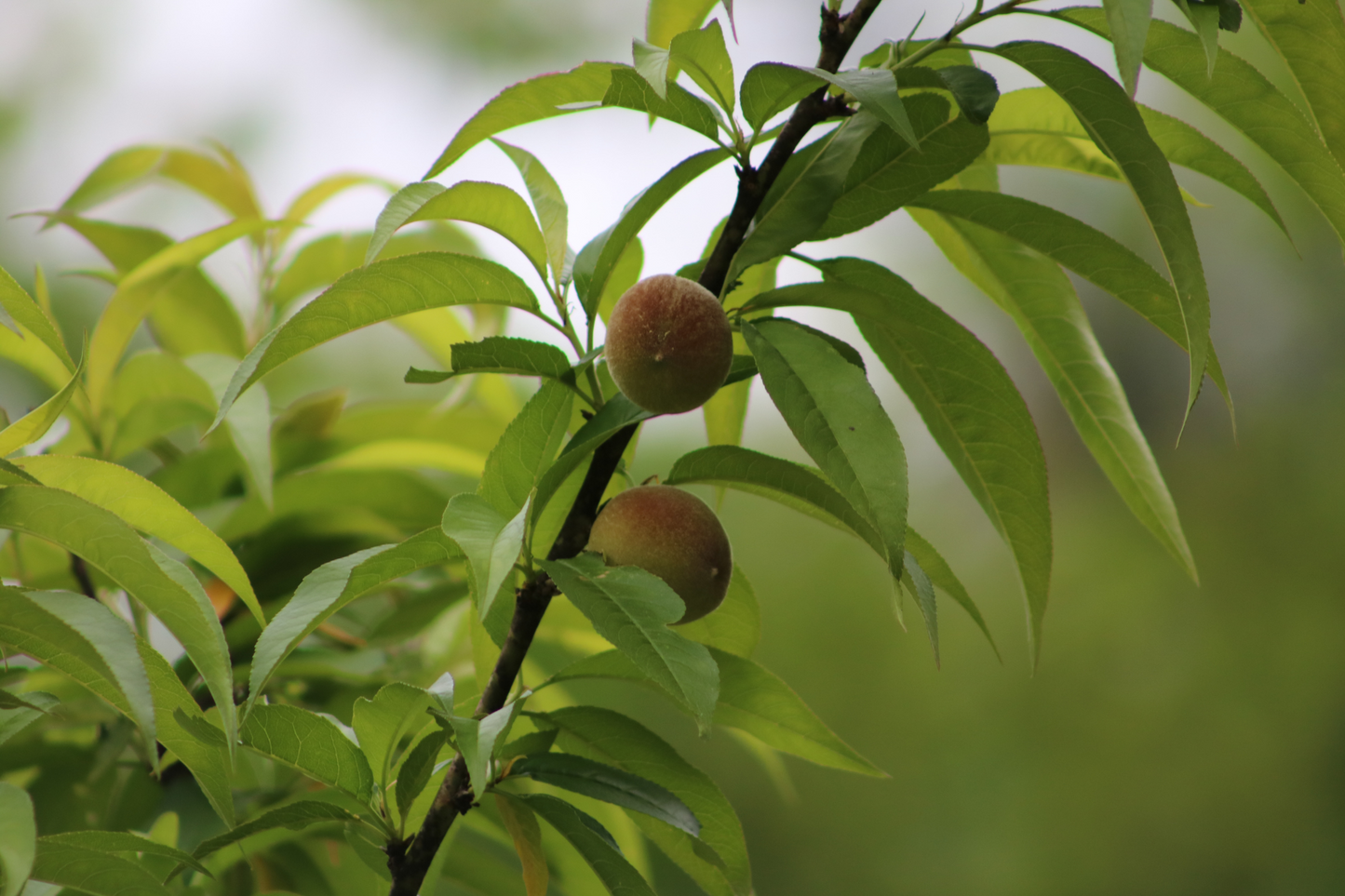 Peach Tree 'Redskin'