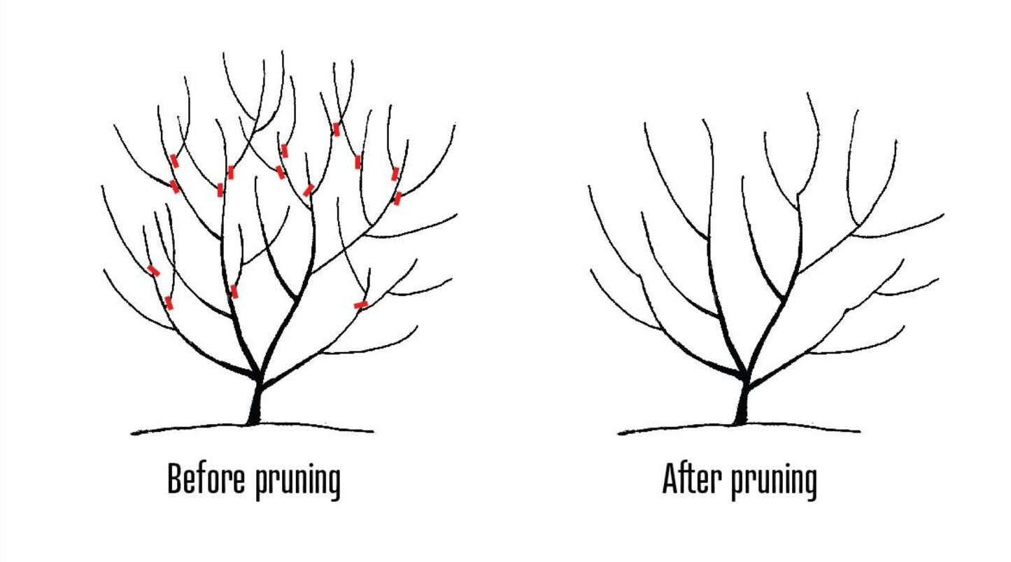 Allegheny Serviceberry