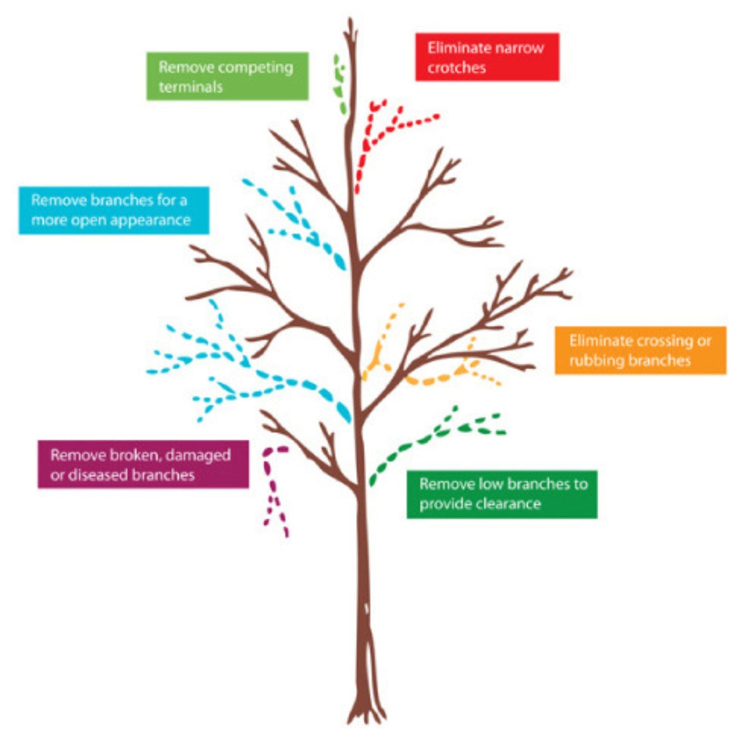 Hybrid American Chestnut Tree