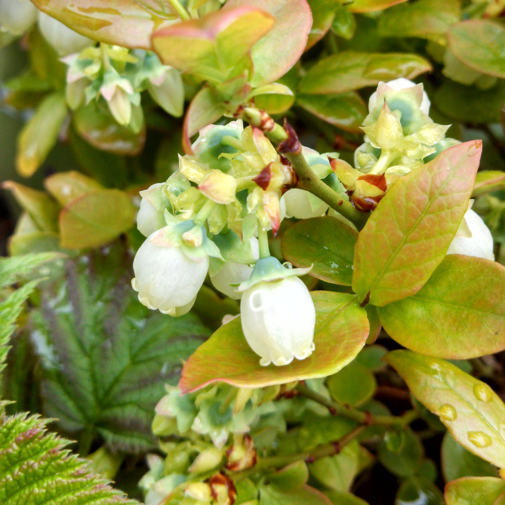 Bushel and Berry® Jelly Bean® Blueberry