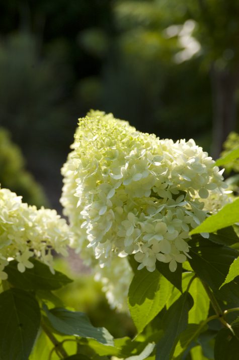 Vanilla Strawberry™ Panicle Hydrangea