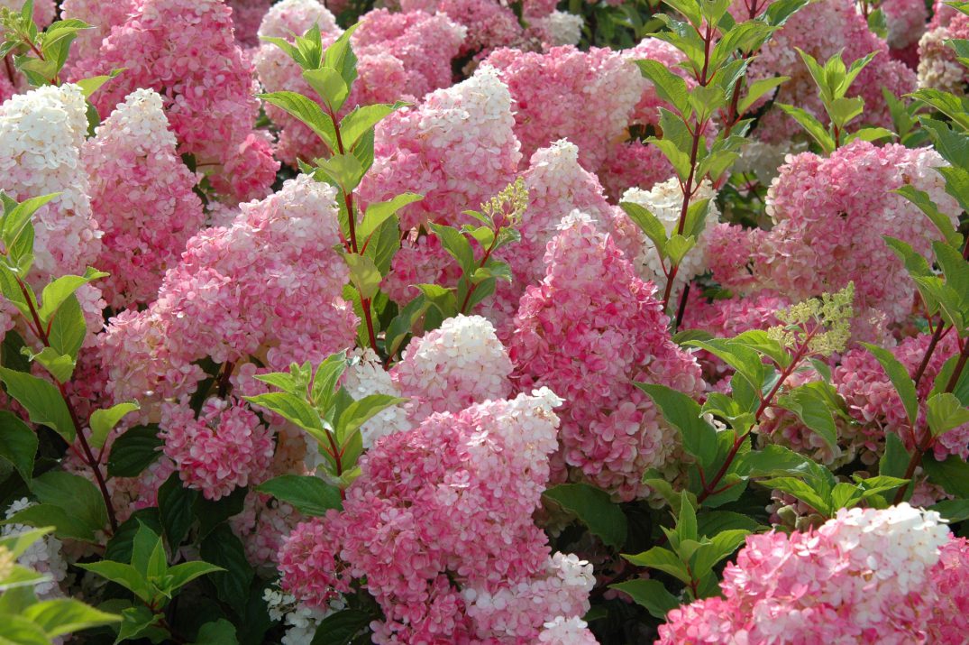 Vanilla Strawberry™ Panicle Hydrangea