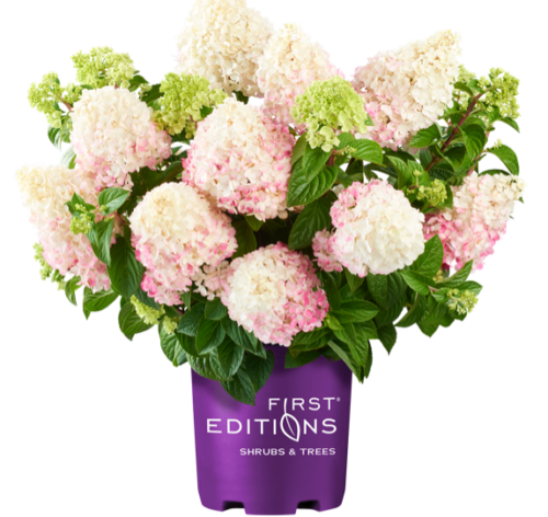 Vanilla Strawberry™ Panicle Hydrangea