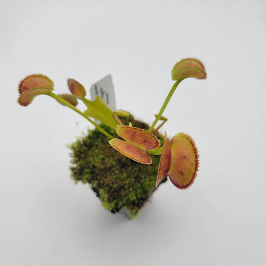 Venus flytrap (Dionaea muscipula) "FTS Trigger Happy"