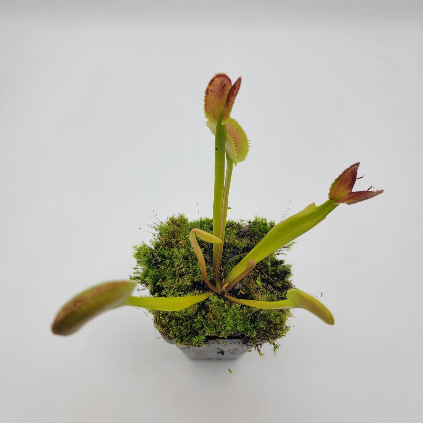 Venus flytrap (Dionaea muscipula) "FTS Trigger Happy"