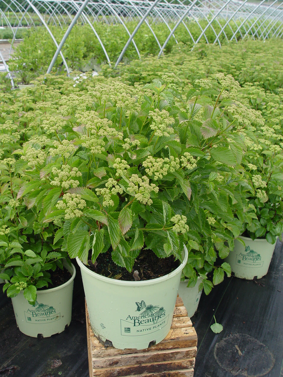 Blue Muffin® Arrowwood Viburnum