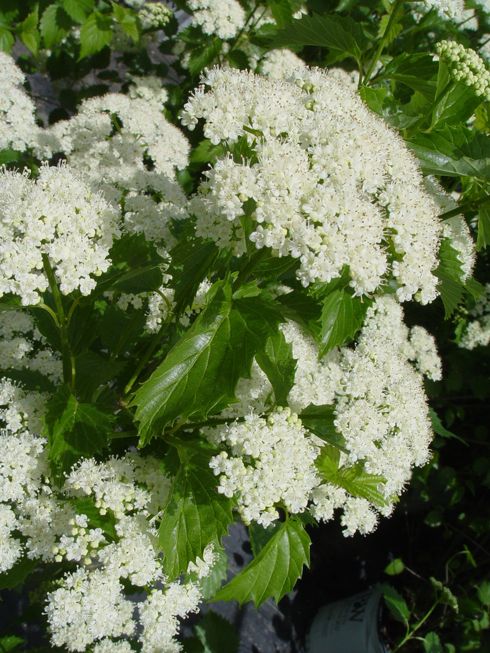 Blue Muffin® Arrowwood Viburnum