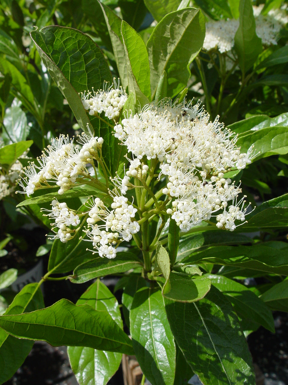 Brandywine™ Viburnum