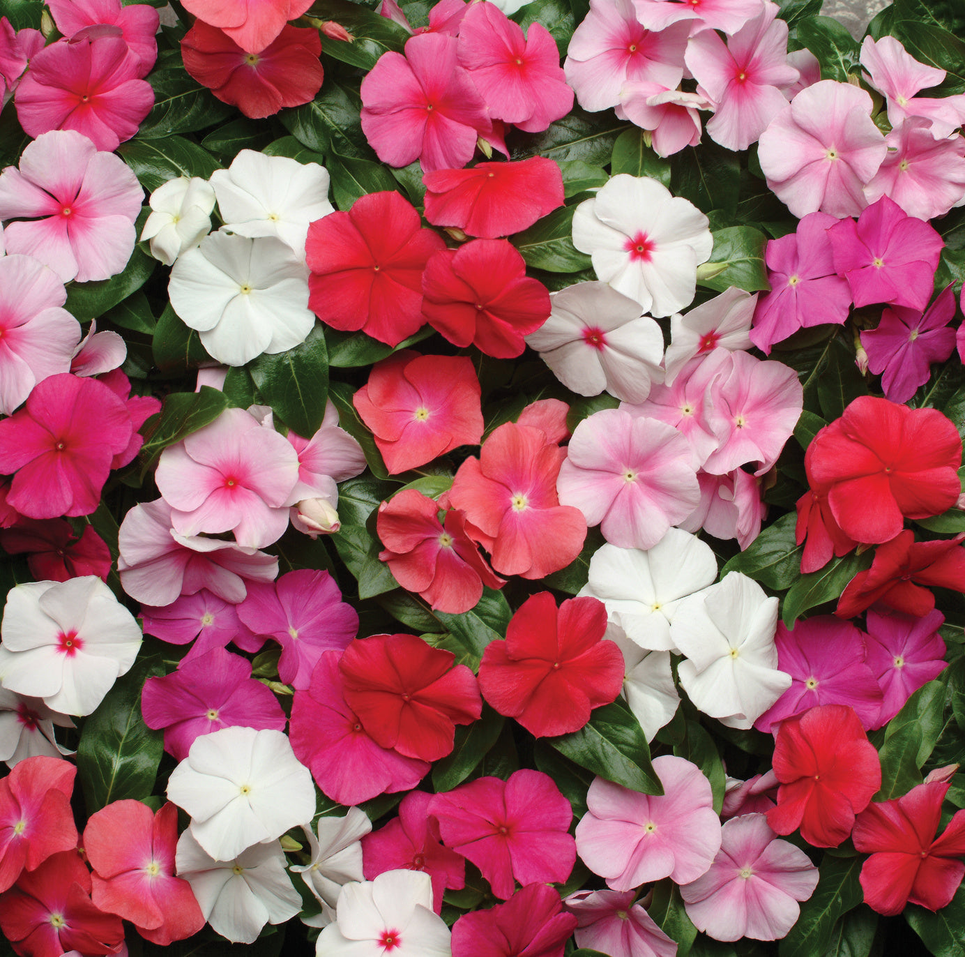 Vinca Pacifica XP Mix