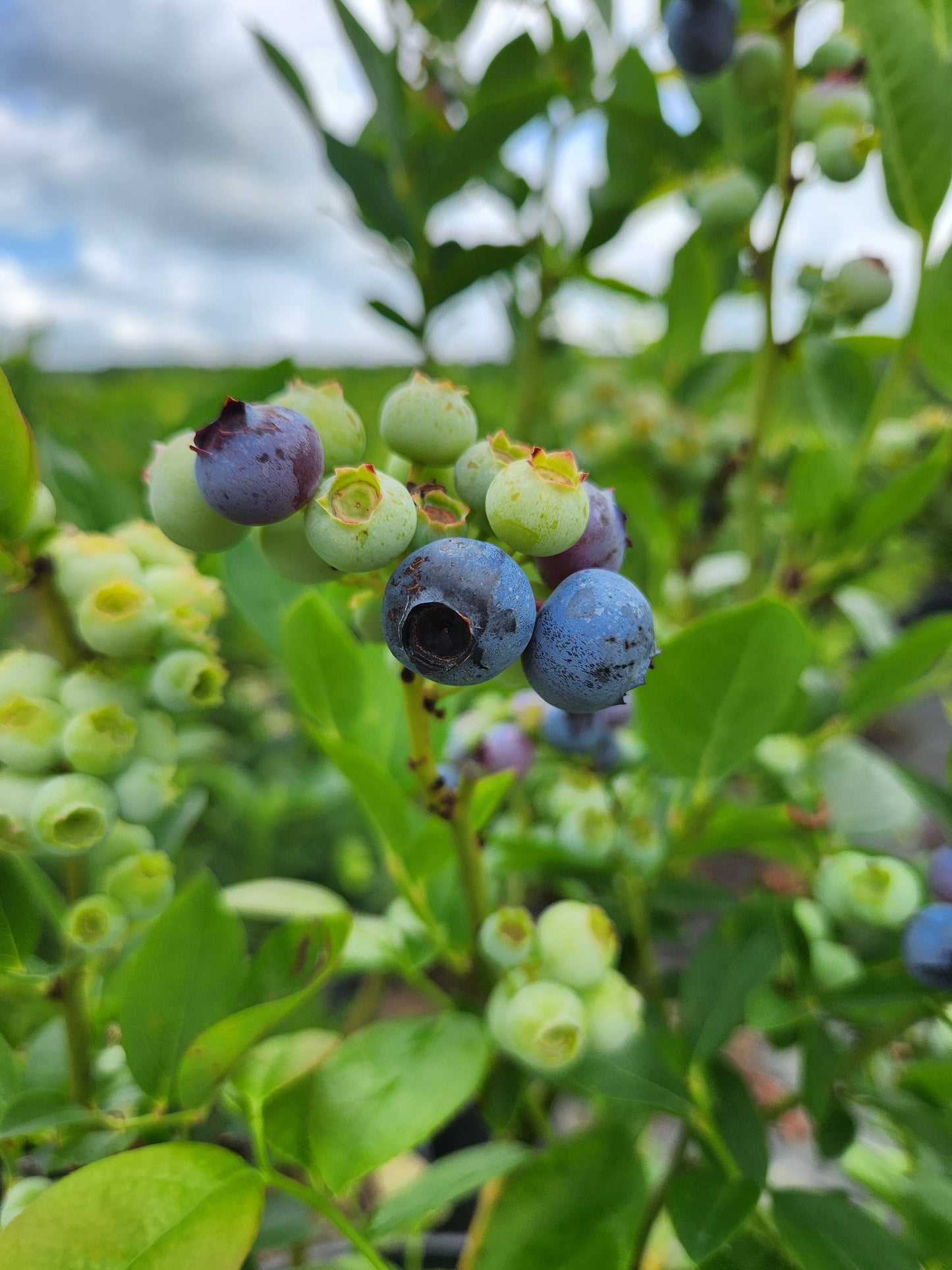 Polaris Blueberry