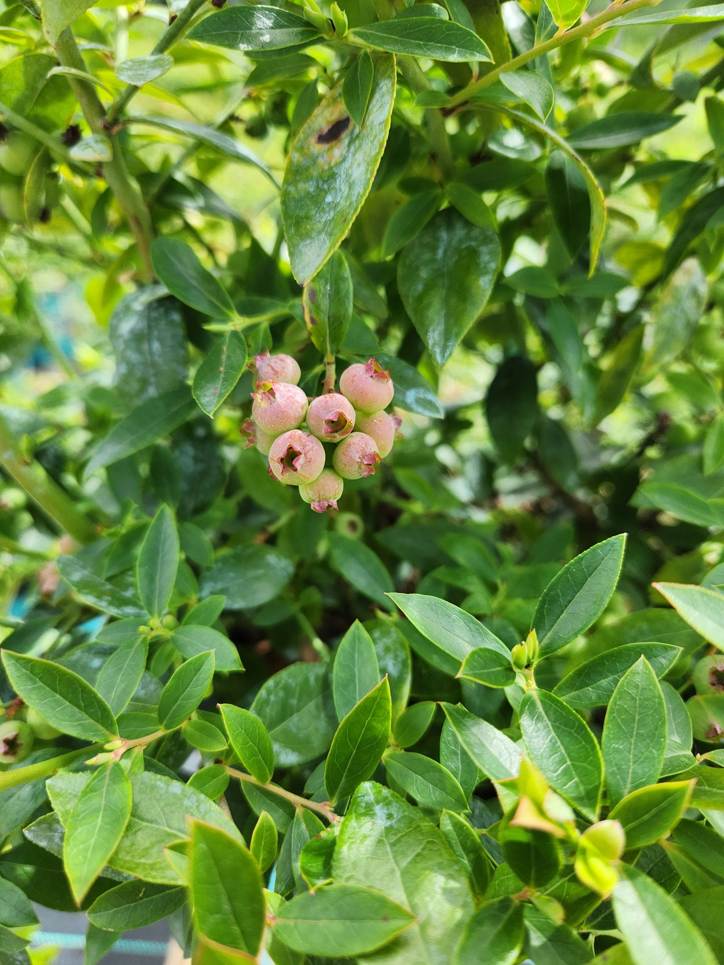 Midnight Cascade Blueberry