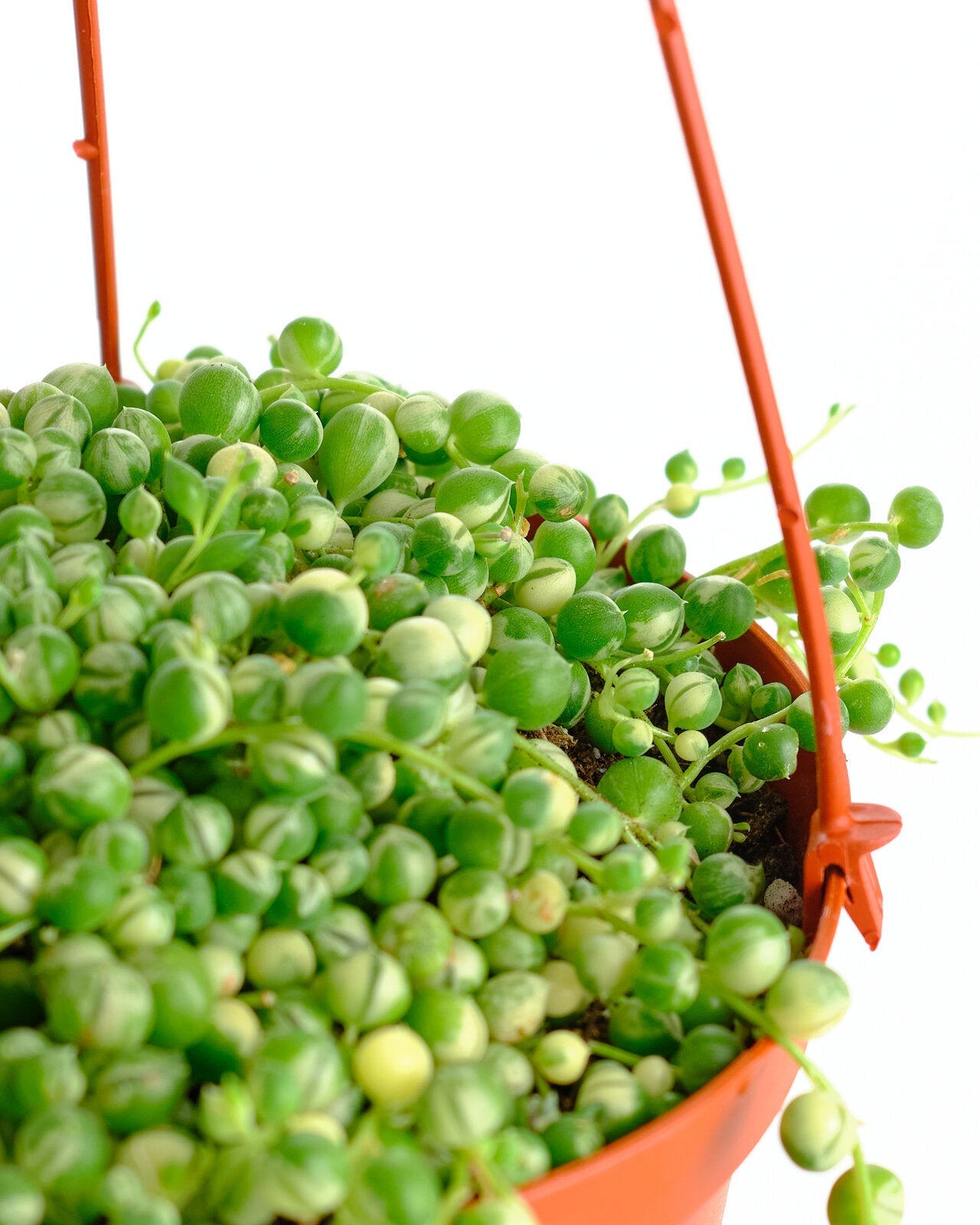 Senecio rowleyanus f. variegatus 'Variegated String of Pearls'