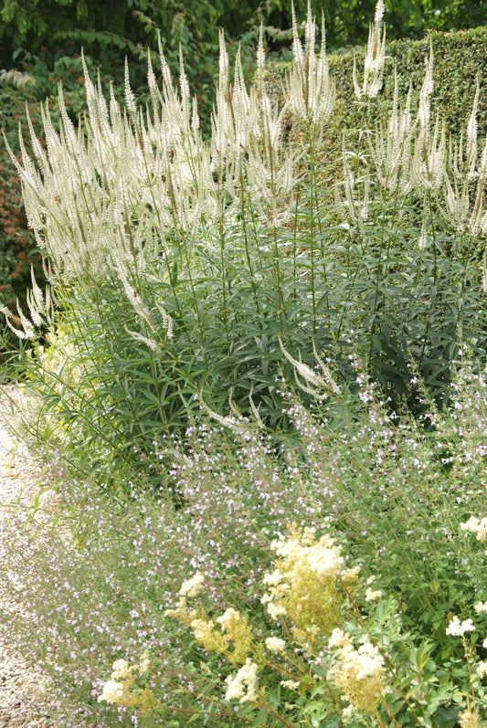 Culver's Root 'Album'