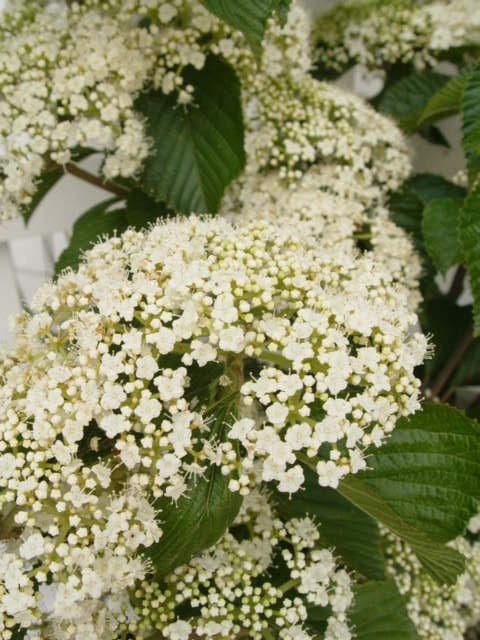 Cardinal Candy® Viburnum