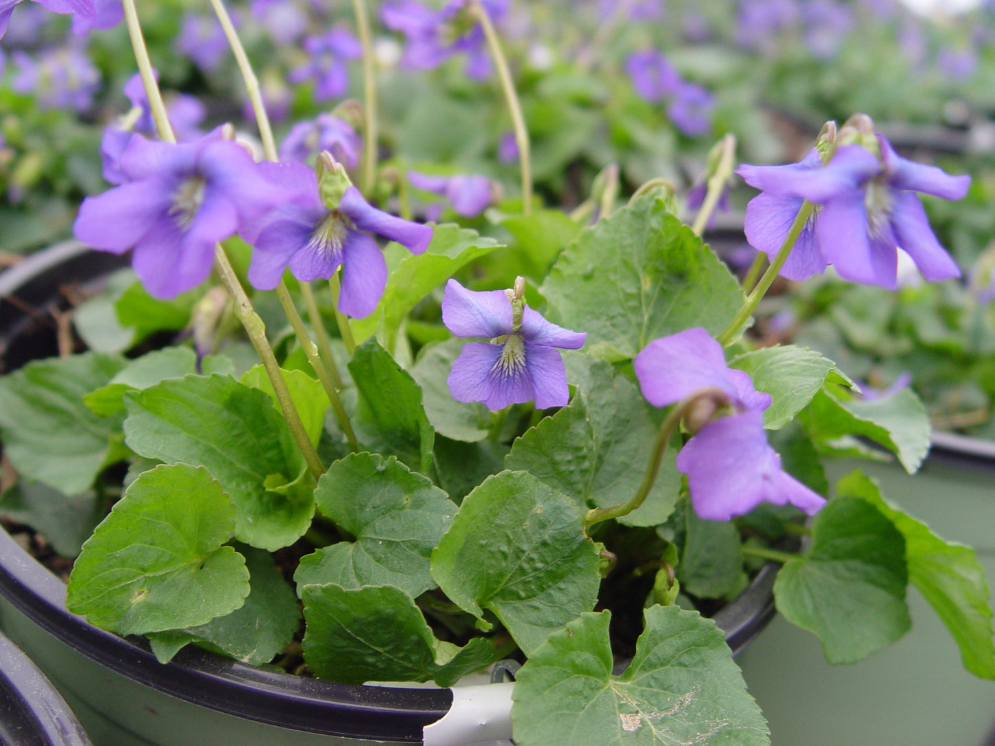 Common Blue Violet