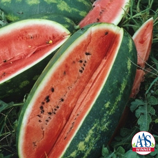 Congo Watermelon Seeds