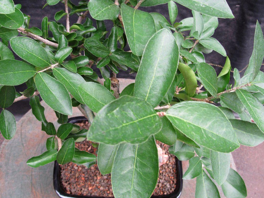 Weeping Barbados Cherry Bonsai Tree