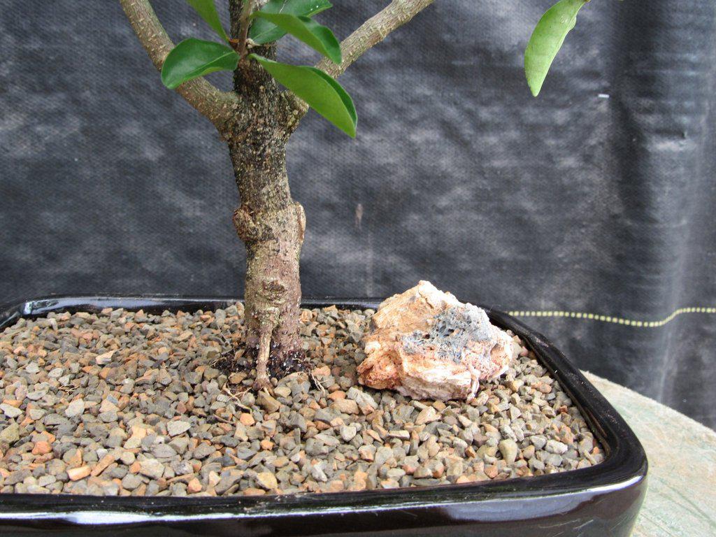 Weeping Barbados Cherry Bonsai Tree