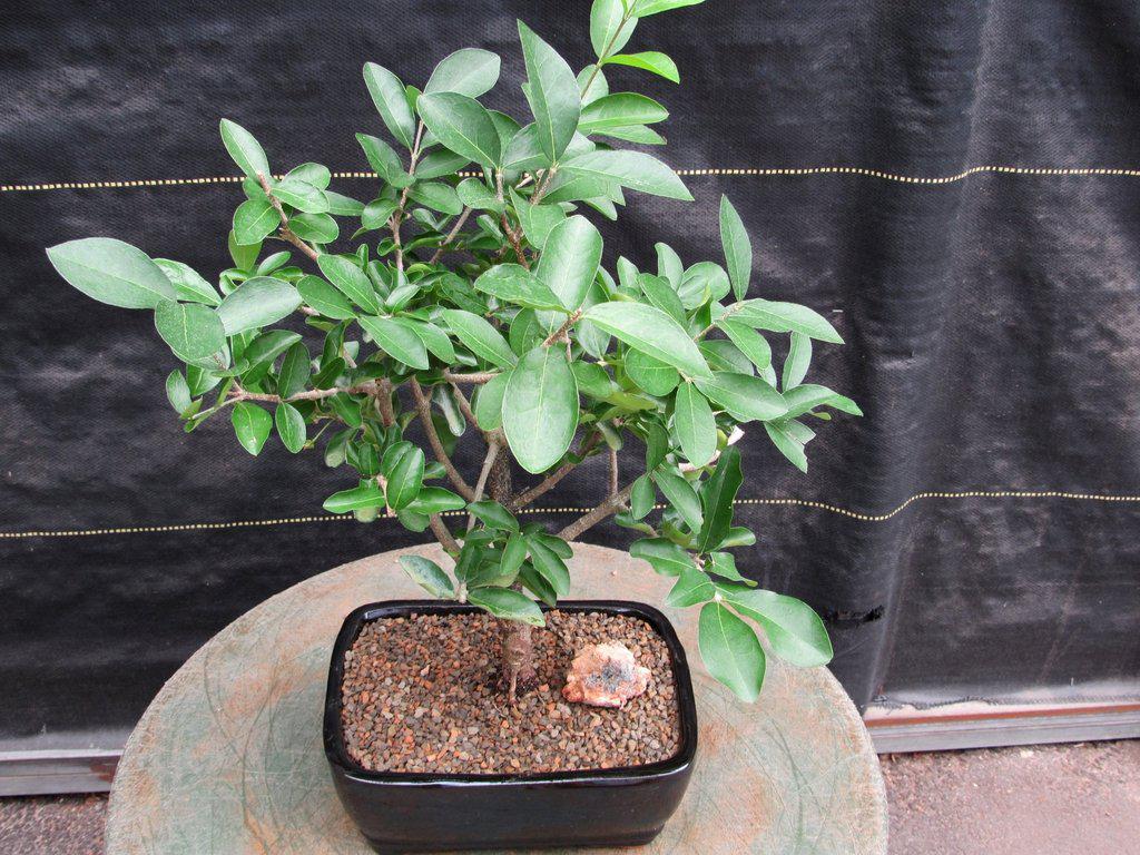 Weeping Barbados Cherry Bonsai Tree