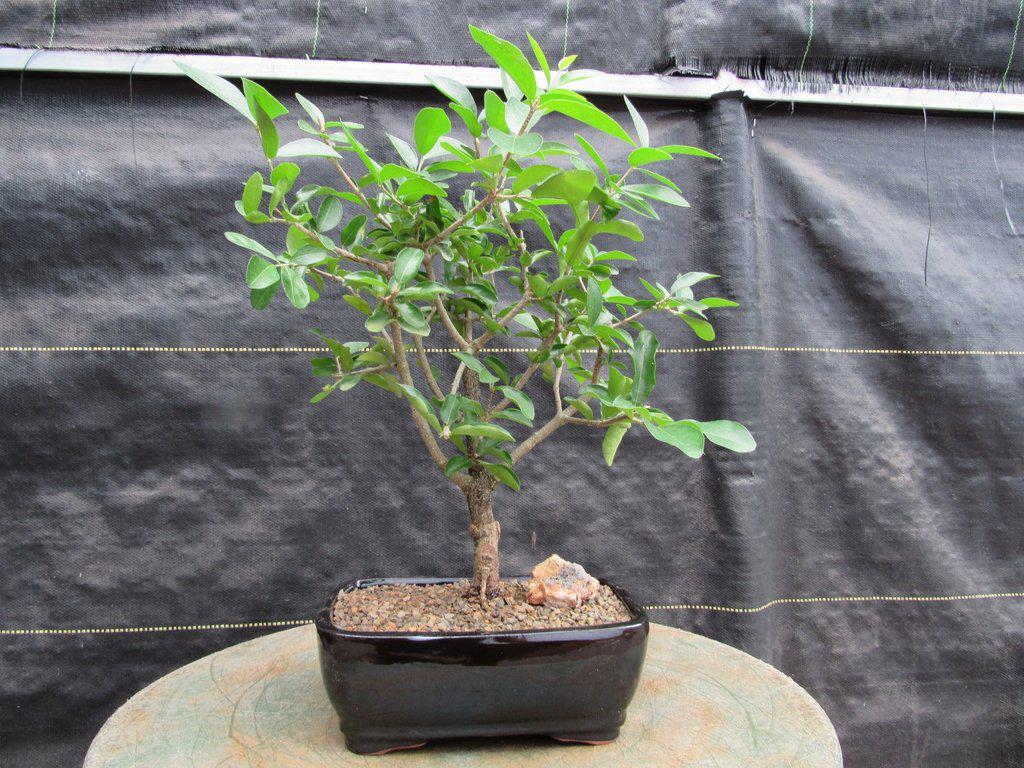 Weeping Barbados Cherry Bonsai Tree