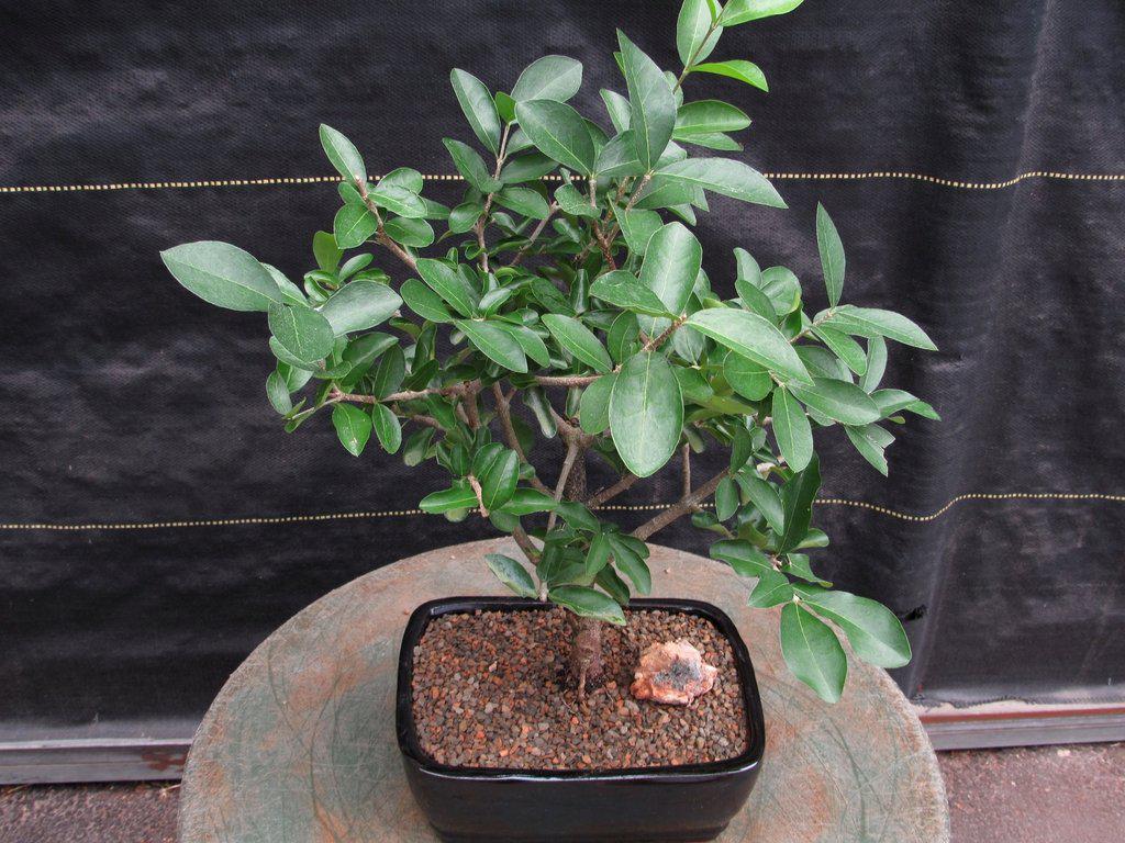 Weeping Barbados Cherry Bonsai Tree