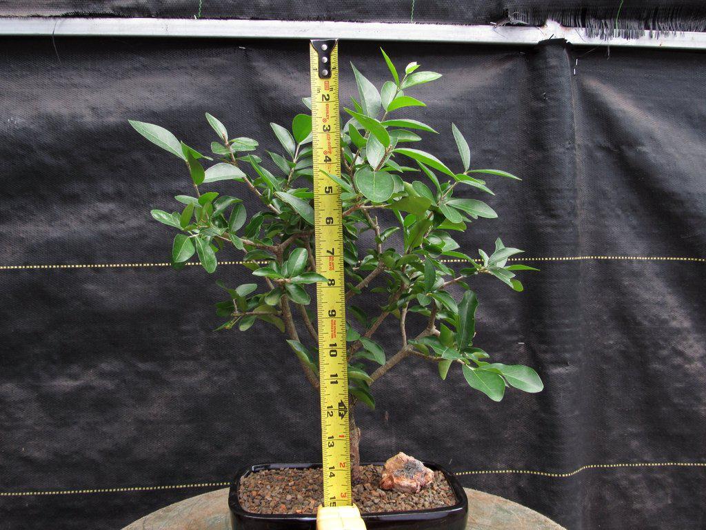 Weeping Barbados Cherry Bonsai Tree