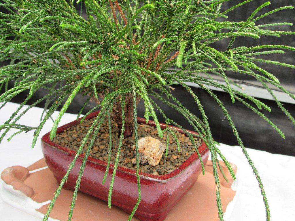 Western Red Cedar Bonsai Tree