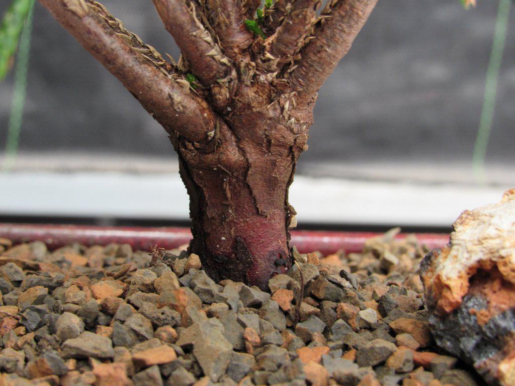 Western Red Cedar Bonsai Tree