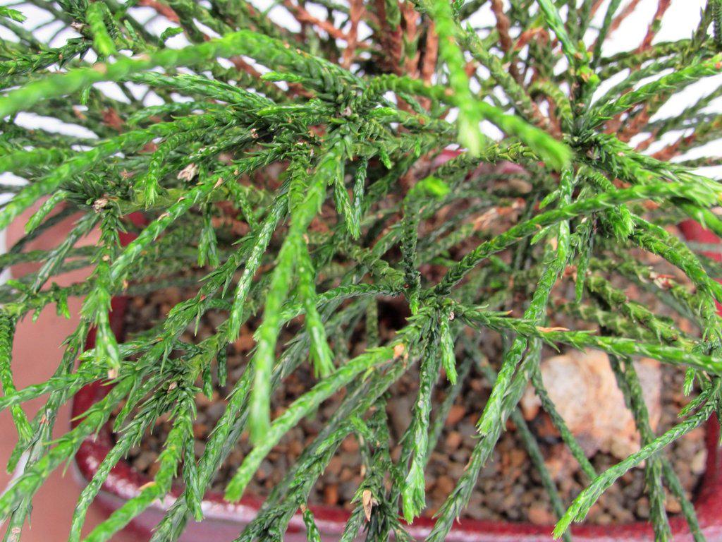 Western Red Cedar Bonsai Tree