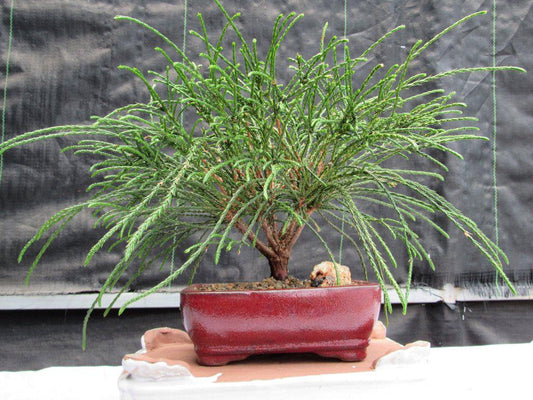 Western Red Cedar Bonsai Tree