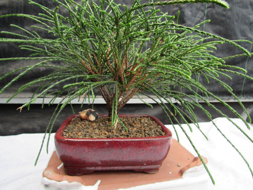 Western Red Cedar Bonsai Tree