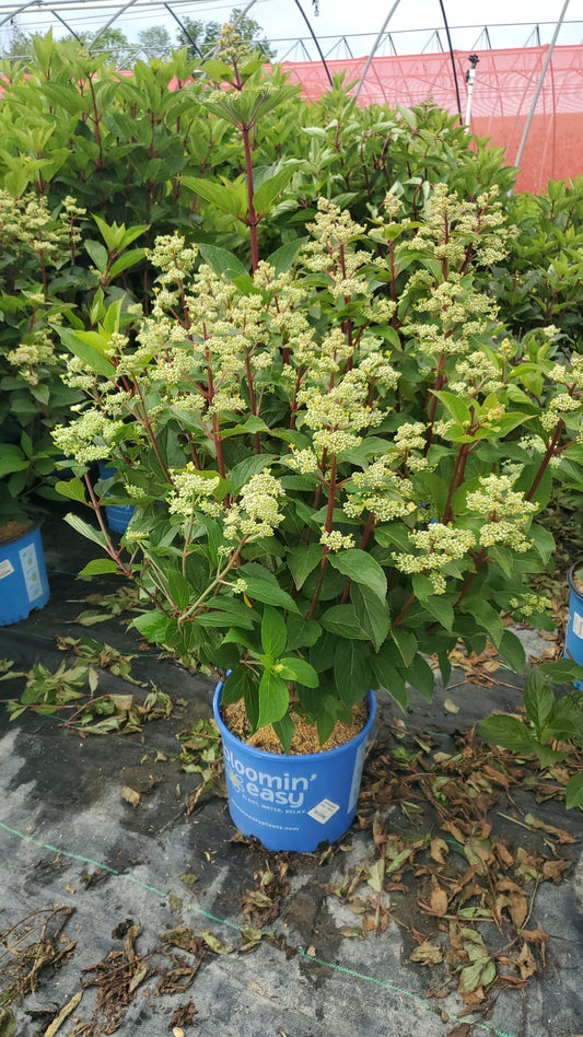 Torch™ Hardy Hydrangea