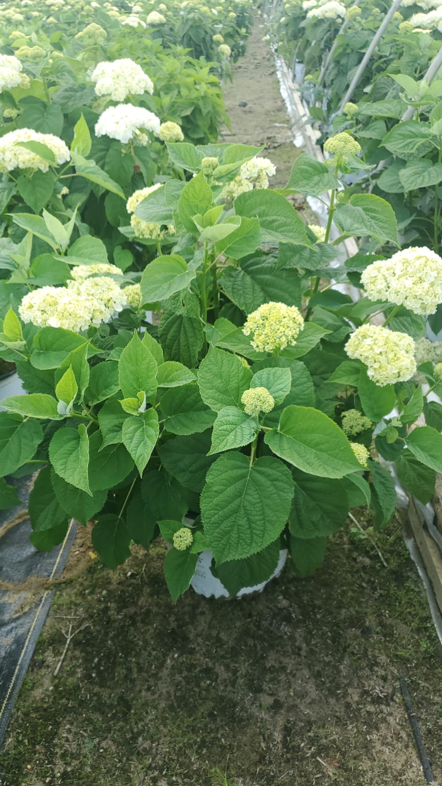 Incrediball® Hydrangea