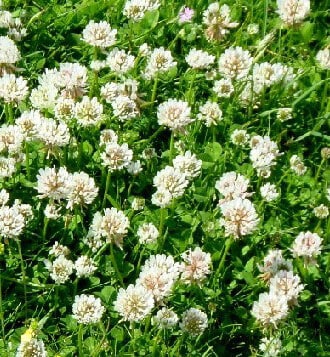 White Dutch Clover